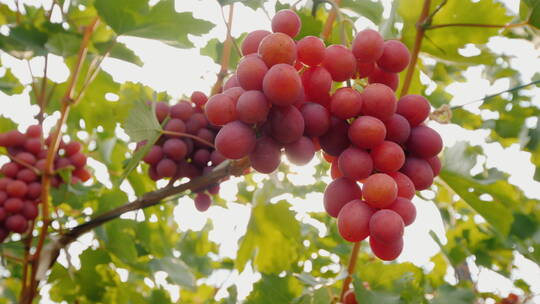 阳光透过多汁的成熟葡萄