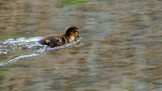 在水中努力游行的小鸭子
