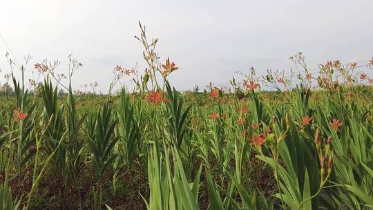 黄花菜产地视频素材模板下载