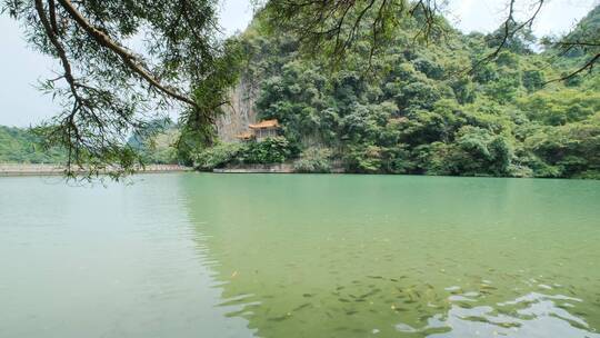 广西柳州龙潭公园池塘边树荫