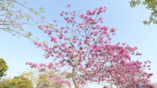 紫花风铃木