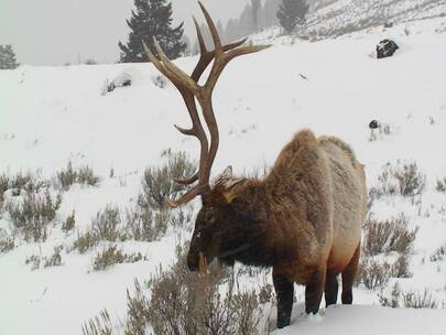 雄性麋鹿在雪地里觅食