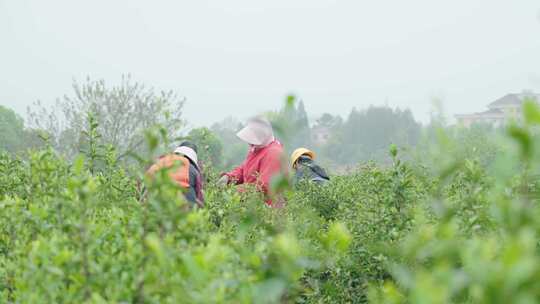 春天茶农茶山采茶特写镜头