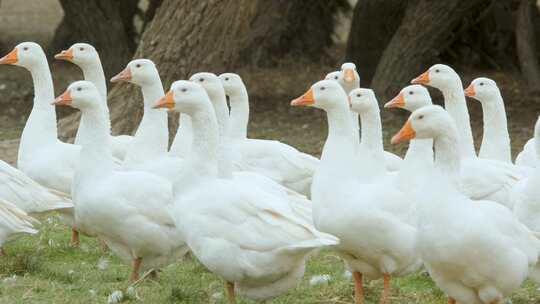 一群白色的鸭子