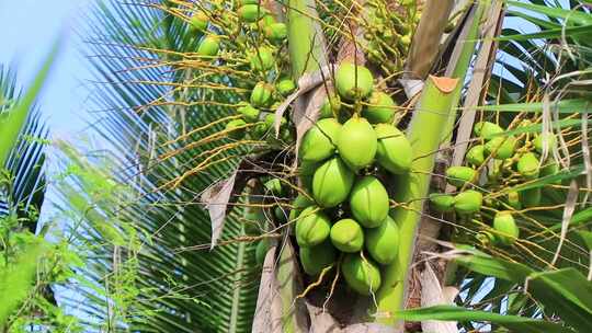 椰子 热带水果