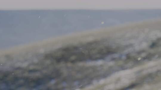 雪地 下雪 植物