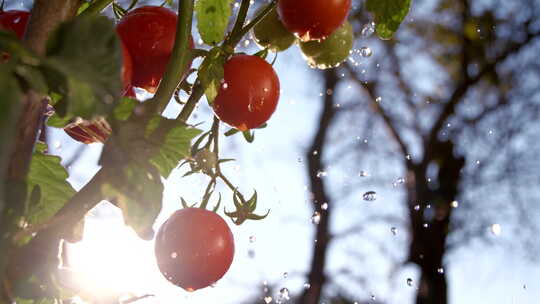 西红柿圣女果番茄农产品蔬菜