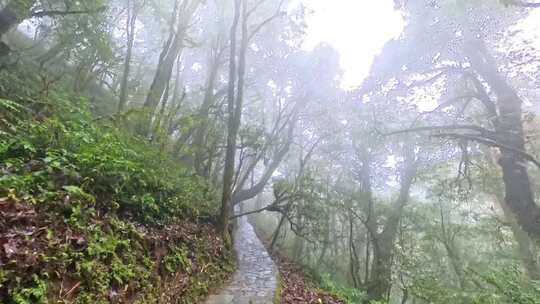 哀牢山金山原始森林