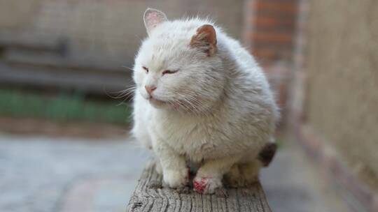 白猫打架爪子受伤流血