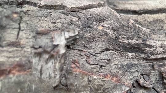 树皮粗糙表皮树木植物桃树桃胶视频素材模板下载