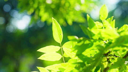阳光树叶清新阳光光影树荫自然清新夏天夏至