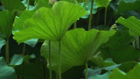 荷花自然涟漪露水池塘开花莲蓬公园花瓣雨诗