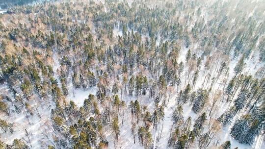 中国黑龙江大兴安岭雪原森林雪景航拍