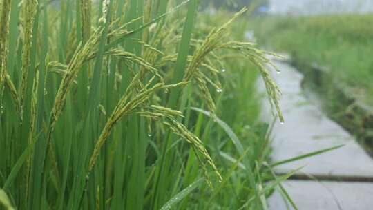 雨中的稻穗水稻特写雨露水珠田野