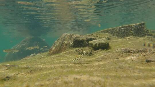 水下拍摄溪流里的鱼和虾