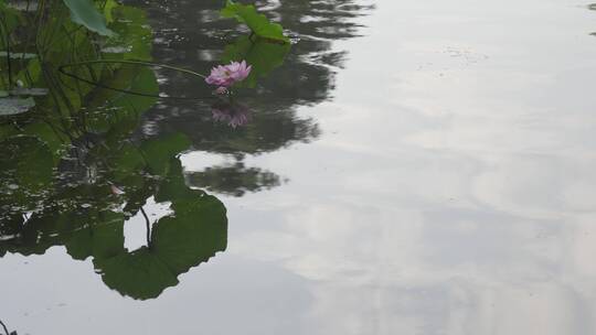 杭州西湖景区曲院风荷荷花