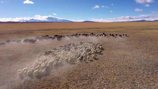 航拍草原旷野放牧 羊群牛群奔跑视频素材模板下载