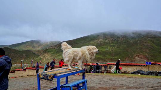 西藏山南羊卓雍村