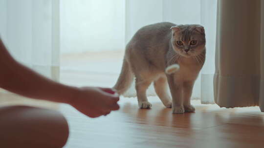 女人用猫玩具在客厅的地板上玩她的苏格兰折