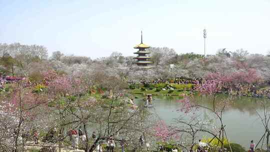 武汉市东湖磨山樱花园