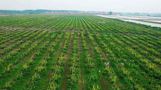 梨树农业种植实拍航拍大面积梨树梨园梨树