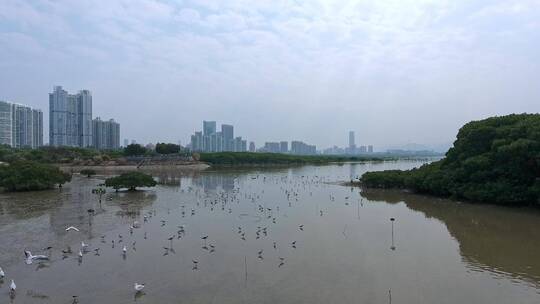 深圳湾鸟类栖息地自然风光视频