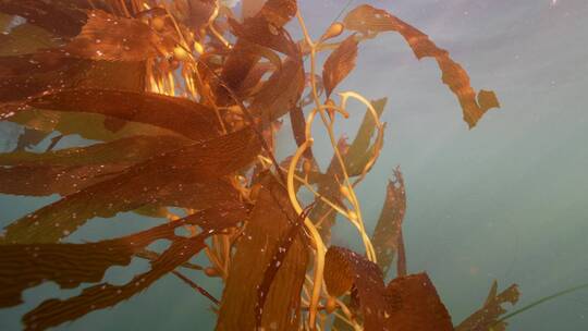 海底海草鱼类海洋生物视频素材模板下载