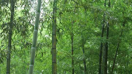 竹林竹叶禅意下雨天唯美空镜