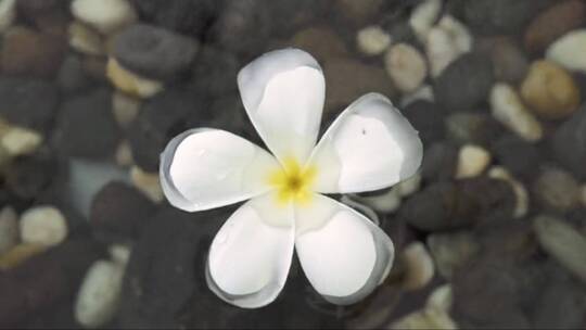 清水夏季池塘中漂浮着白色的紫罗兰花。特写