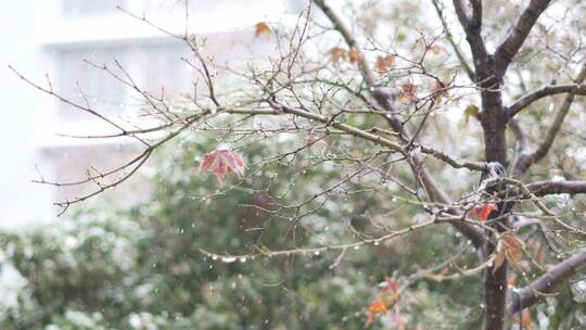 飘雪下的枝头与花朵