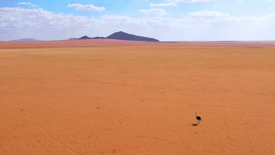 行走在沙漠中的鸵鸟