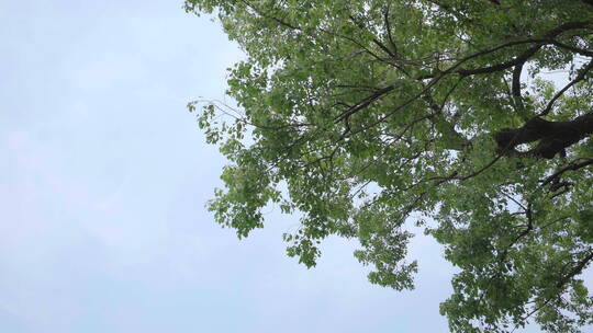 220516银杏树林B01669191