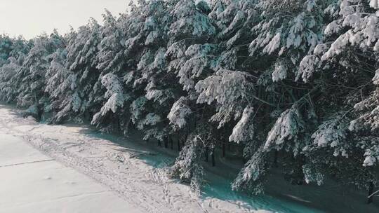 积雪覆盖的冬季松林视频素材模板下载