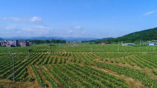 高清航拍火龙果种植基地