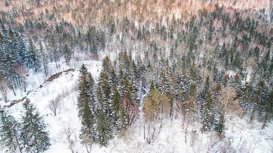 中国黑龙江大兴安岭雪原森林雪景航拍