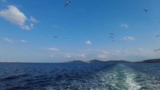 一群海鸥在海面飞行