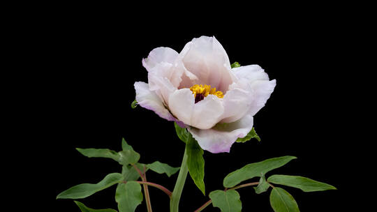 盛开绽放鲜花芍药油画牡丹花开延时