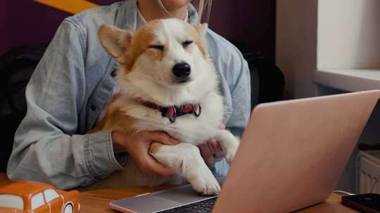柯基犬在笔记本电脑上打字视频素材模板下载