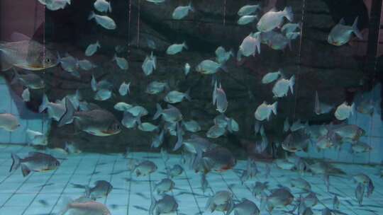 成群结队的鱼儿在水中游动