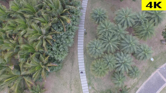 4K航拍树木植物广告专用视频素材