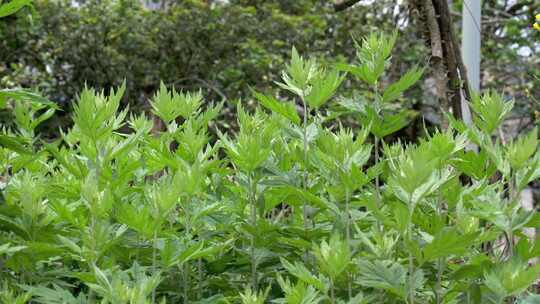 茂盛的艾草艾叶植物景观