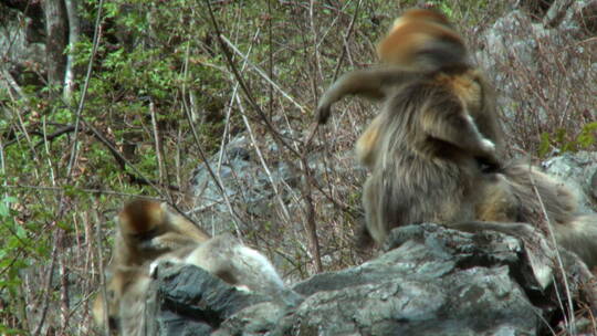 金丝猴梳理毛发