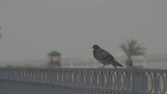 码头海鸟在休憩空镜