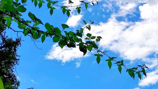 蓝天白云树叶