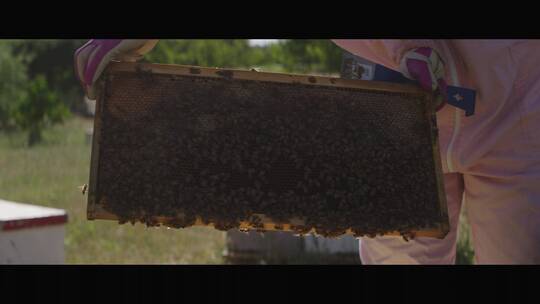 蜂农手拿蜂巢