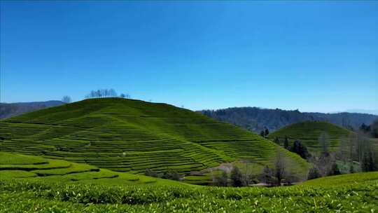 连绵茶山自然风光