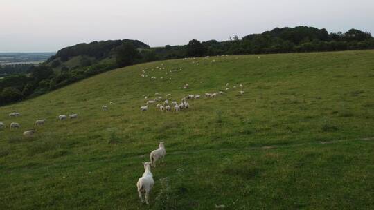 草原羊群放牧草原羊