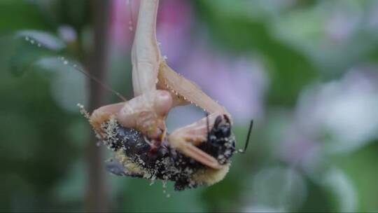 螳螂吃掉大黄蜂的特写