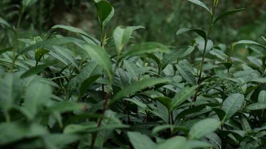 茶园种植茶叶近景