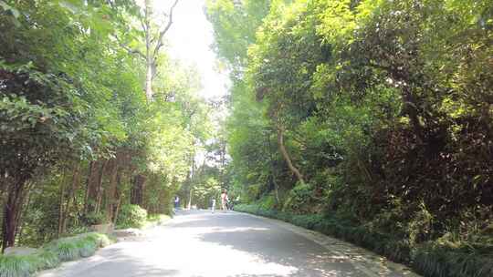 风景景区行人树林小道路